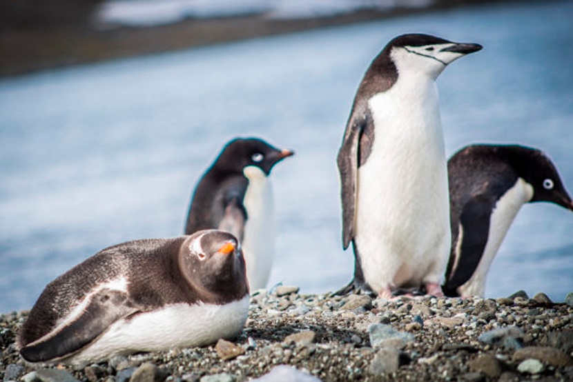 Pingüinos Papúa, Barbijo y Adelia están siendo afectados por nuevos virus  en un amplio sector de la Antártica – SOMICH – Sociedad de Microbiogía de  Chile